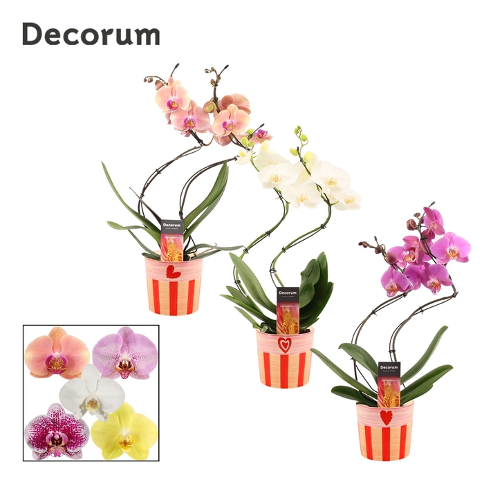<h4>Phalaenopsis hurricane mix in Romée (Sympathetic moods-collectio</h4>