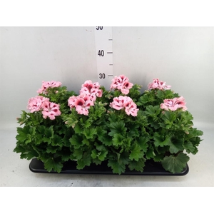 Pelargonium gran.   ..