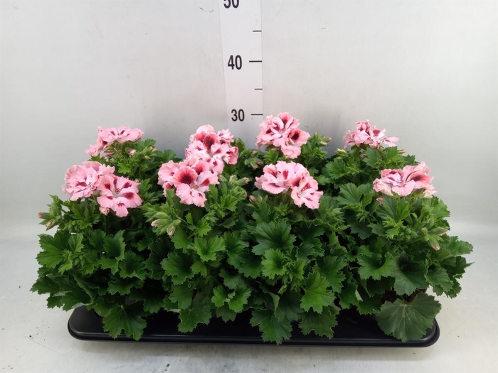 <h4>Pelargonium gran.   ..</h4>