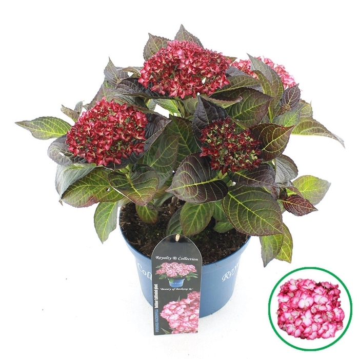 <h4>Hydrangea macrophylla overig</h4>