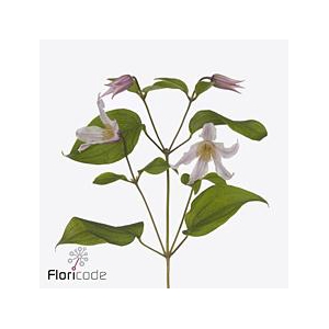 Clematis amazing kansas
