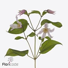 <h4>Clematis amazing kansas</h4>
