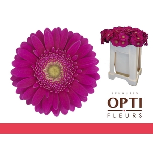 Germini Airplay Water