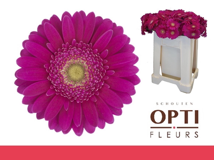 <h4>Germini Airplay Water</h4>