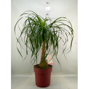 Beaucarnea recurvata