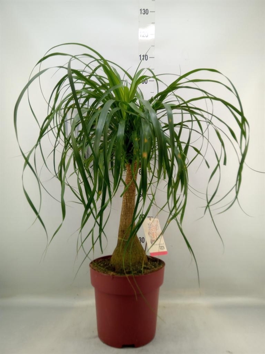 <h4>Beaucarnea recurvata</h4>