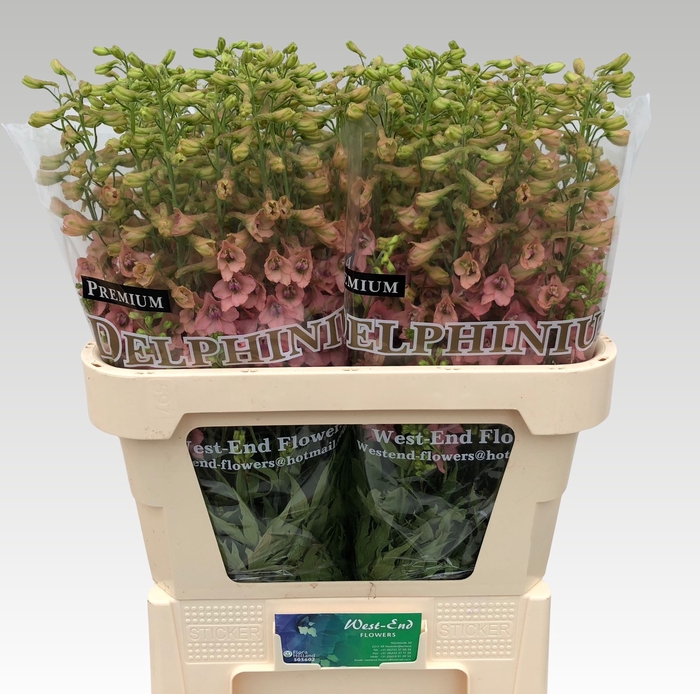 <h4>Delph Pink Sensation West End</h4>