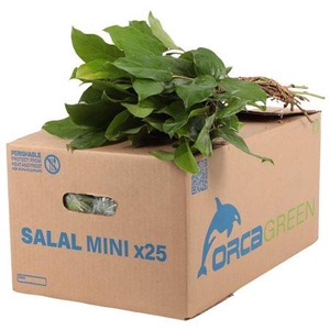 Salal Baby WBE X5