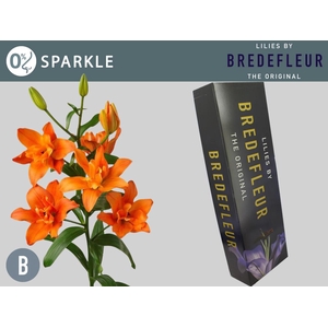 LI LA SPARKLE QUALITY BOX 5+