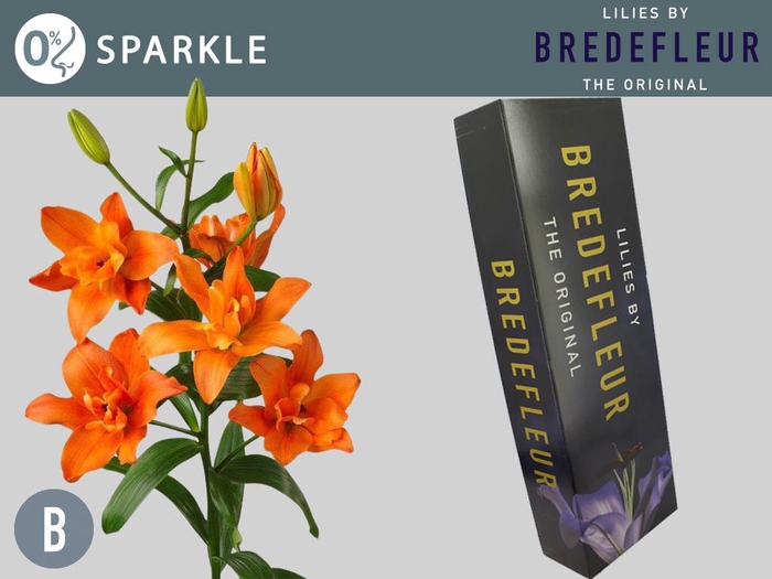 <h4>LI LA SPARKLE QUALITY BOX 5+</h4>