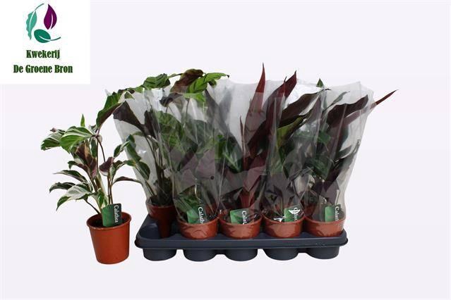 <h4>CALAT GEM 3 SRT</h4>