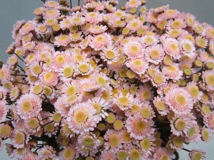 <h4>Chr T Stallion Sweet Roosvice</h4>