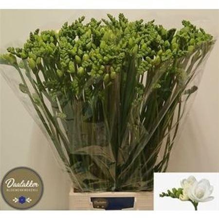 <h4>Fr Du Essence</h4>