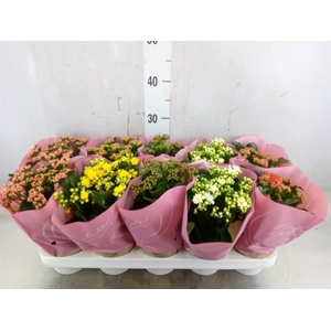 Kalanchoe blos.   ..rosebud mix