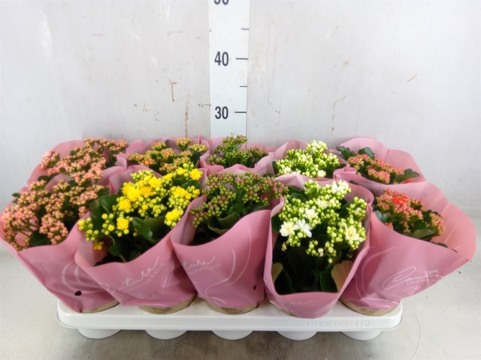 <h4>Kalanchoe blos.   ..rosebud mix</h4>