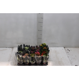 KALANCHOE MINI P06