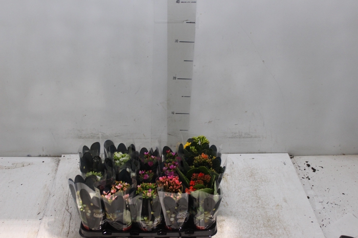 <h4>KALANCHOE MINI P06</h4>
