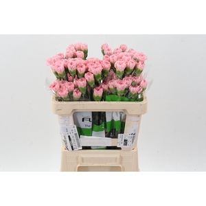 Di St Pink Jodie 50cm