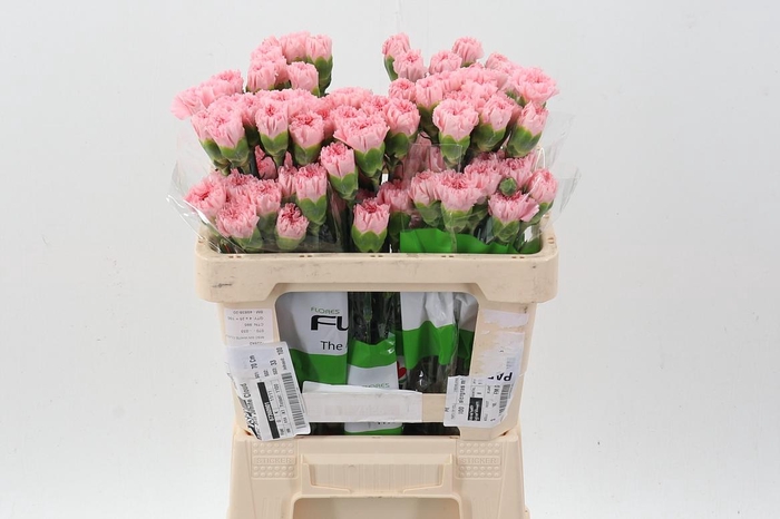 <h4>Di St Pink Jodie 50cm</h4>