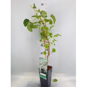 Hydrangea anomala subsp. petiolaris
