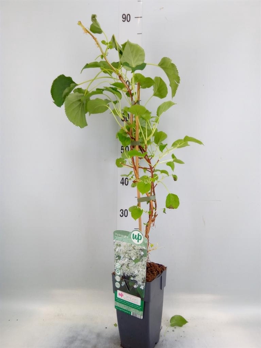 <h4>Hydrangea anomala subsp. petiolaris</h4>