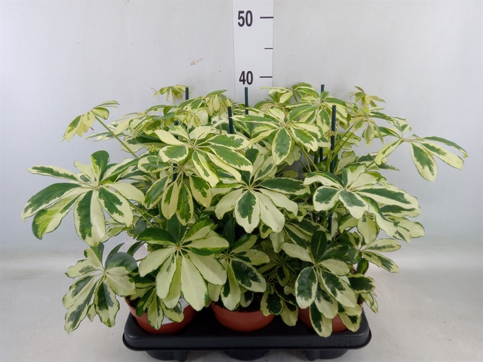 <h4>Schefflera arbor. 'Charlotte'</h4>