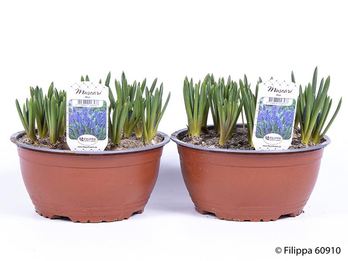 <h4>MUSCARI ARMENIACUM</h4>