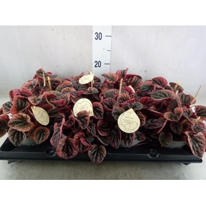 Peperomia