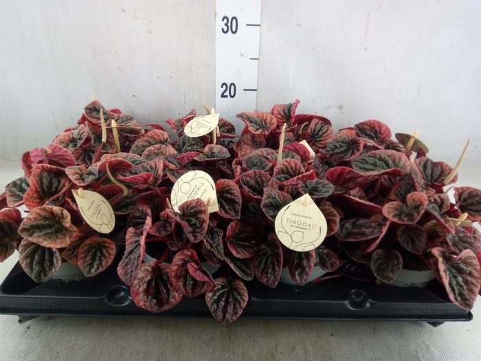 <h4>Peperomia</h4>
