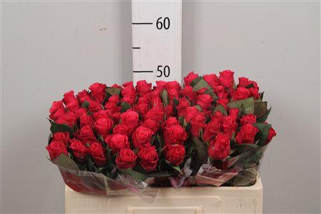 <h4>R Gr Tacazzi+</h4>