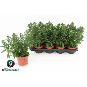 ASTER M LADY GEM POT