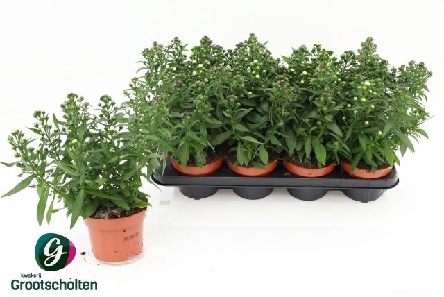 <h4>ASTER M LADY GEM POT</h4>