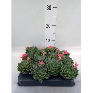 Graptopetalum tacitus