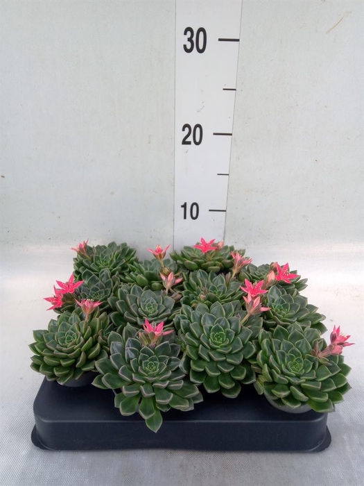 <h4>Graptopetalum tacitus</h4>