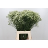 Limonium Pinna Colada