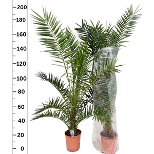 PHOENIX CANARIENSIS