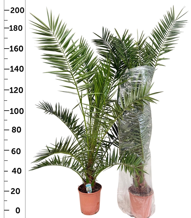 <h4>PHOENIX CANARIENSIS</h4>