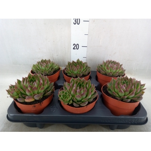 Echeveria   ...