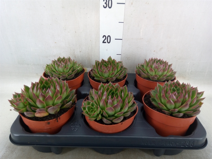 <h4>Echeveria   ...</h4>