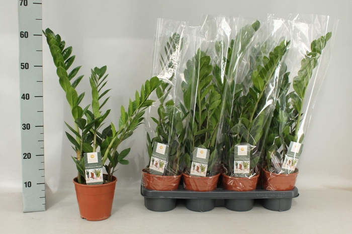 <h4>Zamioculcas zamiifolia</h4>