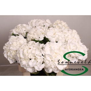 HYDR M ROYAL PRINCES