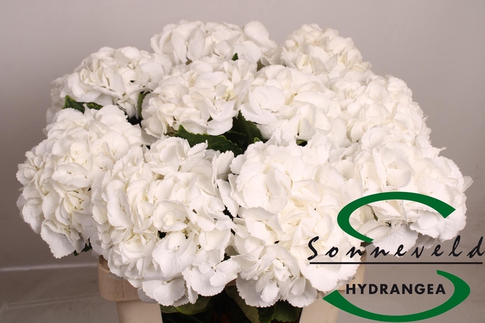 <h4>HYDR M ROYAL PRINCES</h4>