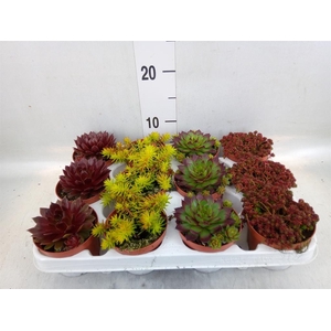 Sedum   ...