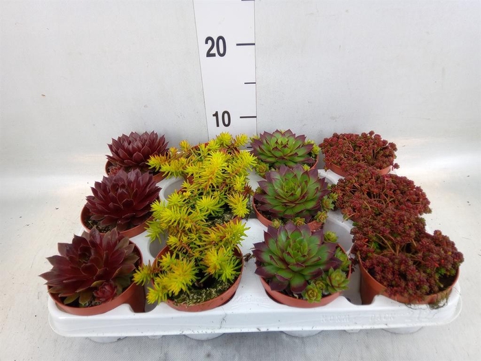 <h4>Sedum   ...</h4>