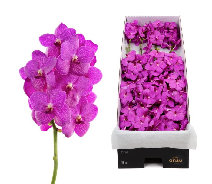 <h4>Vanda Hot Pink x20</h4>