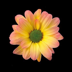 Chr T Kennedy Moonshine