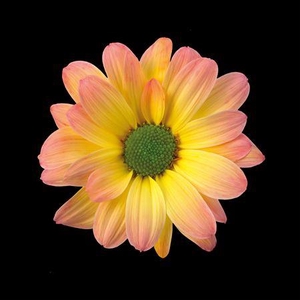 Chr T Kennedy Moonshine