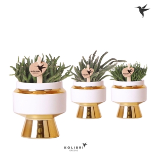 Kolibri Greens Rhipsalis mix in Le Chic pot gold