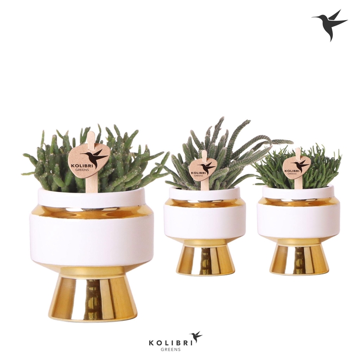 <h4>Kolibri Greens Rhipsalis mix in Le Chic pot gold</h4>