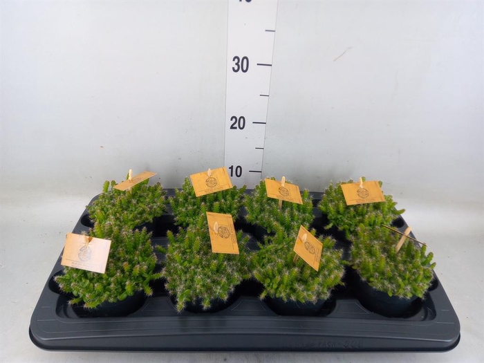 <h4>Hylocereus undatus</h4>